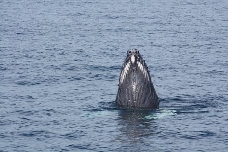 Whale Encounter Puerto Vallarta