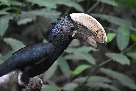 6 Days: Mid Range Safari To (tarangire,manyara, Ngorongoro And Serengeti)