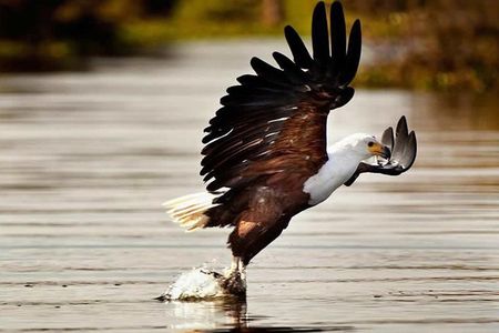 Day trip to Hells gate and Lake Naivasha