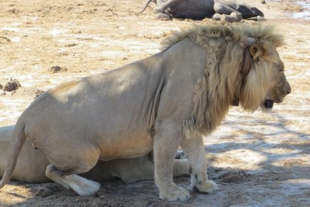 Hwange 2 Nights Bush Camping and Safaris