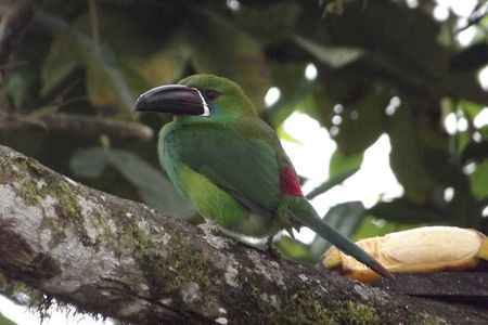 Mindo Cloud Forest (PRIVATE Day Trip from Quito)