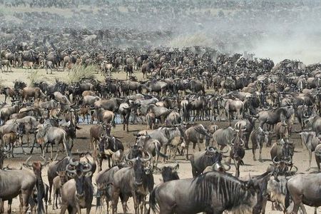 5 Days Mid-range Safari Serengeti, Ngorongoro, lake Manyara and Tarangire