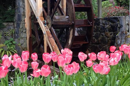 Private Deluxe Tour of Victoria & to Butchart Gardens (5 hrs)