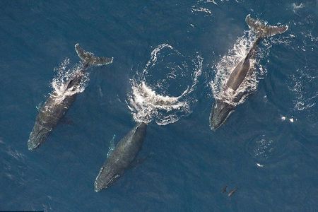 Whale Watching Air Tour