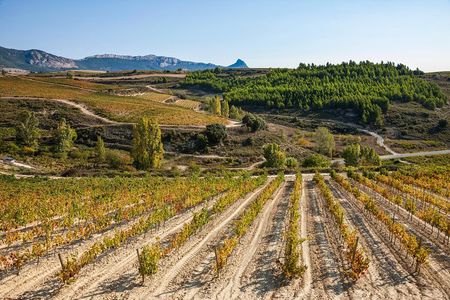 Rioja Wine Tour: wineries and Laguardia from San Sebastian