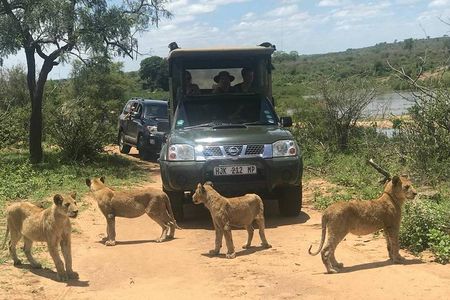 Morning Safari in Kruger National Park from Hazyview (AM KNP)