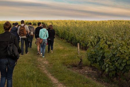 Tour of a Vineyard, Winery & Cellar with Wine Tasting in Vouvray, Loire Valley