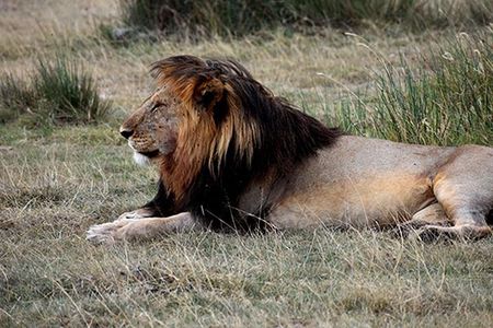 5 Days : Tanzania Highlights( Tarangire, Serengeti And Ngorongoro Conservation)