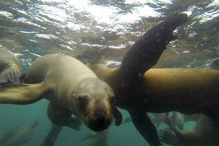 Swimming with Sea Lions in Lima