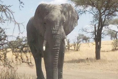 2 Days Tanzania Safari - Lake Manyara and Tarangire National Park
