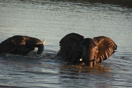 Two day Kruger National Park Safari from Johannesburg