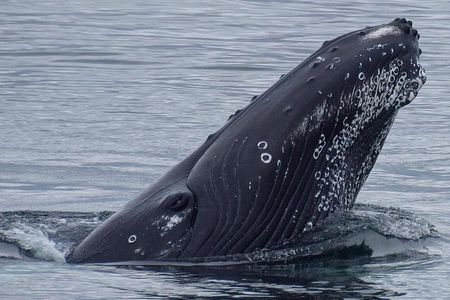 Whales of Iceland from Land and Sea