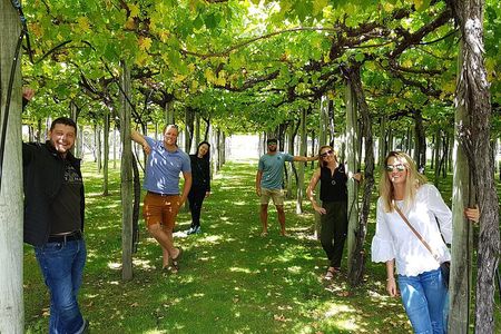 Afternoon Marlborough Region Winery Tour inc 4 Wineries