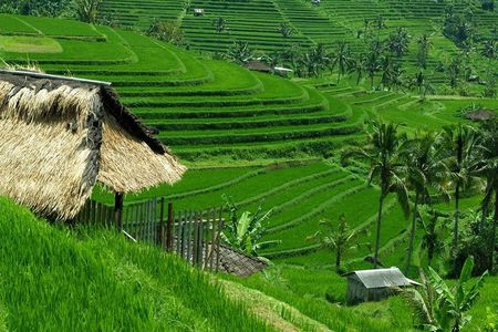 Private Jatiluwih Rice Terraces Heritage Site and Culture Tour