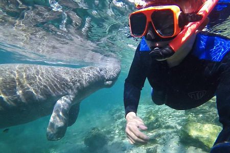 Manatee Swim with Photographer