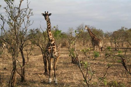 MIKUMI NATIONAL PARK - 3 Days