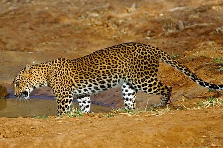 From Colombo/Negombo: All Inclusive Private Wipattu Safari Tour 