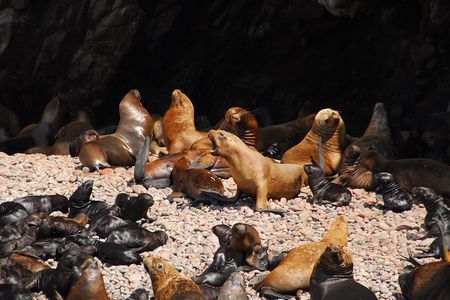 Ballestas Islands Private tour 