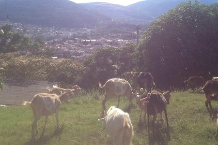 Organic Local Farm 