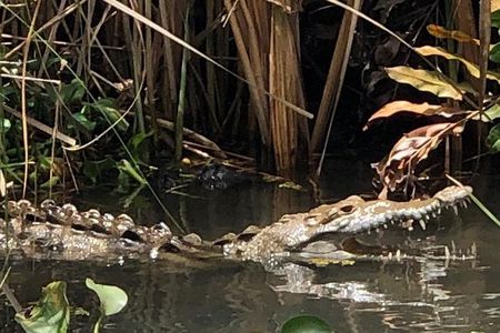 YS Falls, Black River Safari, Appleton Rum Tour OR Pelican Bar (Choose Up to 3)