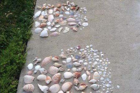 Small Group 2 Hour Dolphin Cruise with Snorkeling to Shell Key