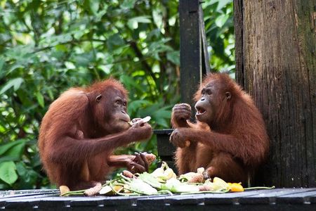 Sepilok Orang Utan, Sun Bear & Sandakan Nature City Tour + Lunch