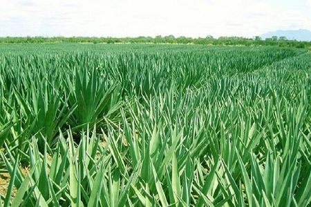 Visit Sisal Plantations & Processing Factory - Full Day Tour