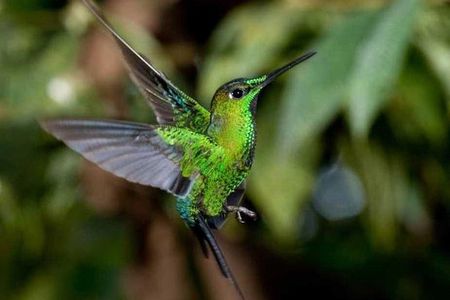 Mindo Cloud Forest Private Tour: Chocolate, Coffee, Birds, Nature