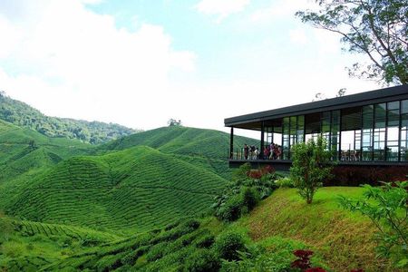 Cameron Highlands Full-Day Nature Tour 
