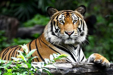 Private 2 Nights Short Escape To Ranthambore.