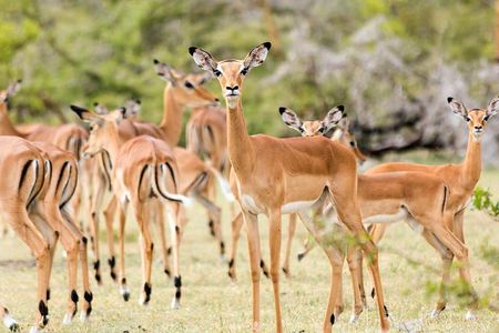 Safari Game Drive & Rhino Walks In The Mosi-oa-Tunya National Park