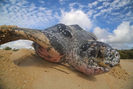 Matura Leatherback Eco-Experience