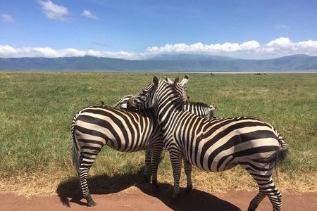 1 Daytrip Amazing to Ngorongoro Crater from Arusha or Moshi