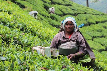 5 Days Private Kerala Tour Package by Saffron India Tours