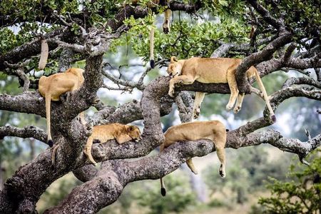 SERENGETI - 4 Days