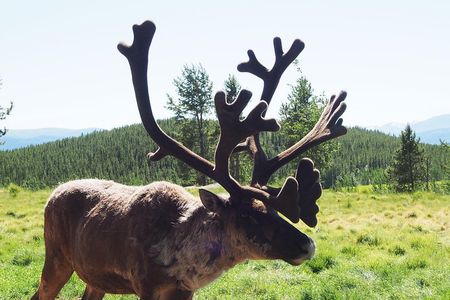 Arctic Day: Yukon Wildlife & Hot Springs Tour | half day