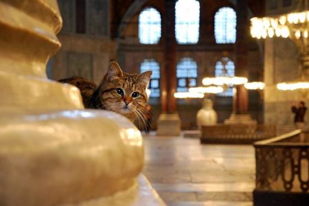 Istanbul Highlights: Half Day Morning Tour