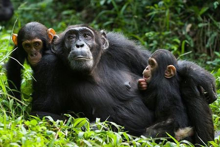 3 Days Kibale National Park Chimpanzee Tracking