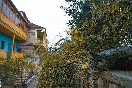 Classic Tbilisi Walking Tour