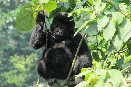 3-Day Gorilla Trekking Budget Safari in Uganda