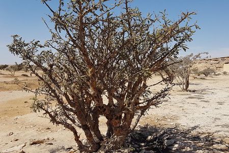 UNESCO World Heritage sites - Land of Frankincense - Salalah Oman