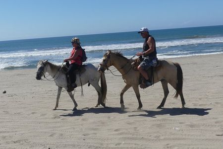 Wild & Free: Lagoon Boat, Beach Horseback, Crocs & Turtle Release