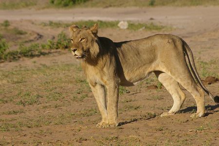Chobe National Park Full Day Safari + boat cruise(Botswana)