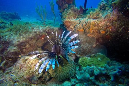 Full-Day Catalina Island Scuba Diving Tour from Punta Cana