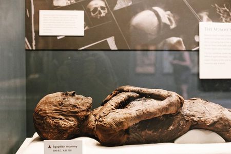 Smithsonian Museum of Natural History - Exclusive Guided Tour 