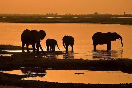 5 Day Chobe National Park Accommodated Tour Safari