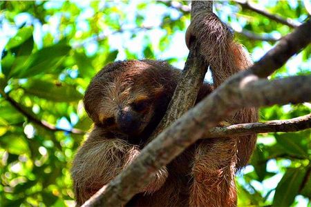 Roatan Private Sloths, Monkeys, Birds Encounters, City Tour and Transfer