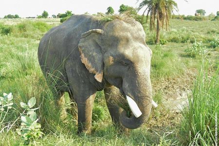 Guided Tour of Taj Agra Fort & Wildlife SOS from Jaipur transfers
