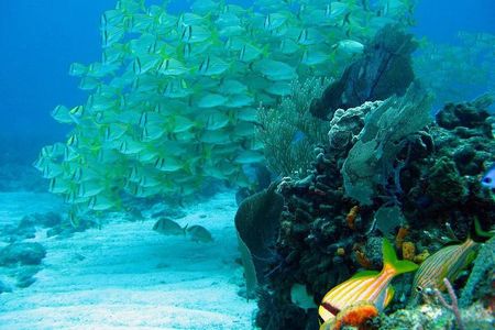 Puerto Morelos Reef Snorkeling Tour with Lunch