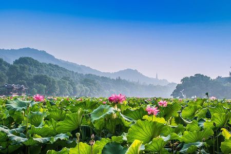 Hangzhou Private Customized Day Trip from Shanghai by Bullet Train